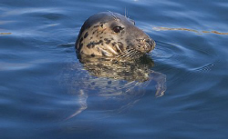 Male Gray Seal, Nikon D70 with 28-100mm zoom at 100mm.
I... by Mike Clark 